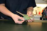 VETERINAIRE NAC 039